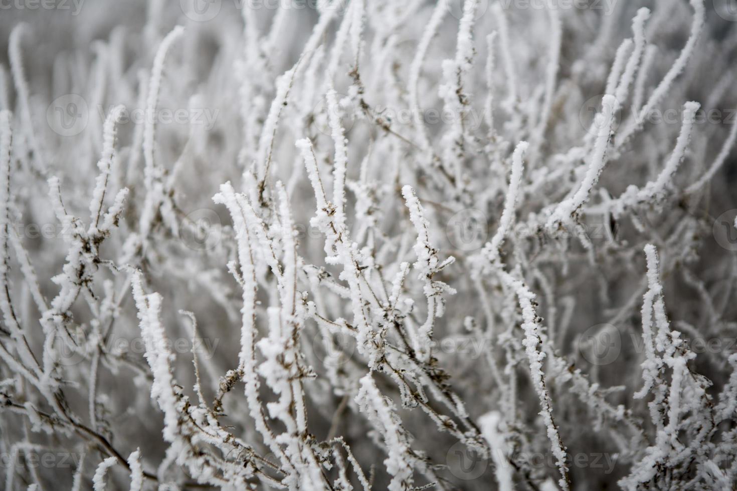 Gras mit Frost bedeckt foto