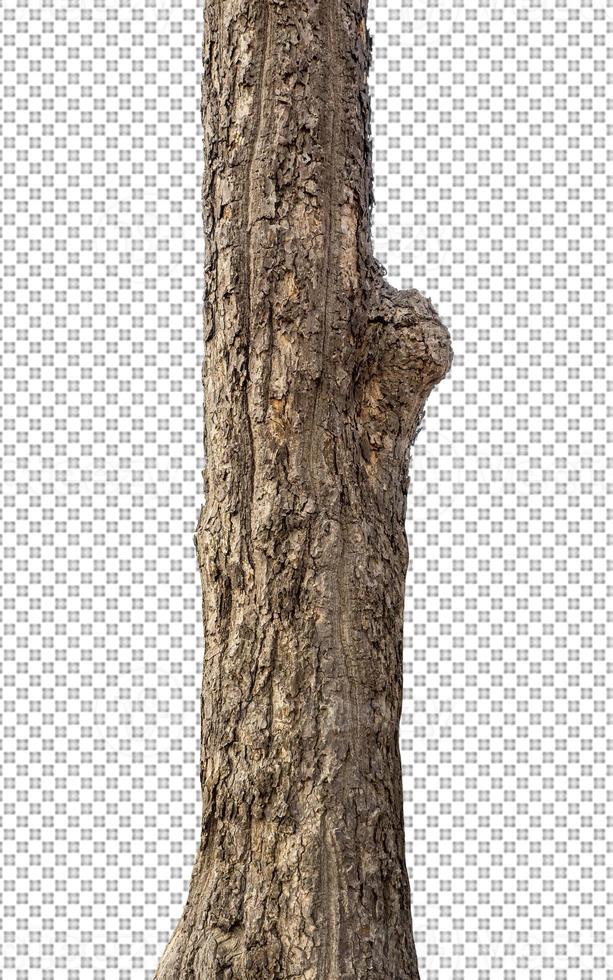 Stamm eines Baumes isoliert auf transparentem Hintergrund foto