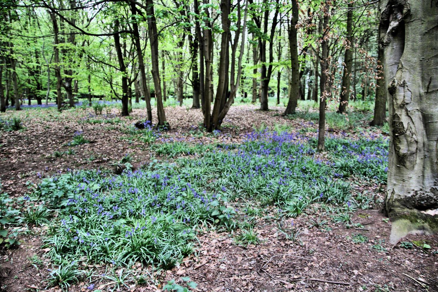 ein Blick auf die Landschaft von Shropshire foto