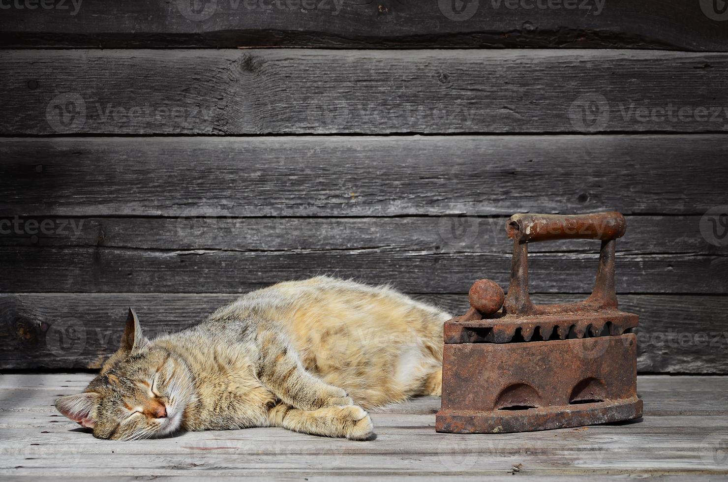 Eine dicke Katze befindet sich neben einem schweren und rostigen alten Kohleneisen auf einer Holzoberfläche foto