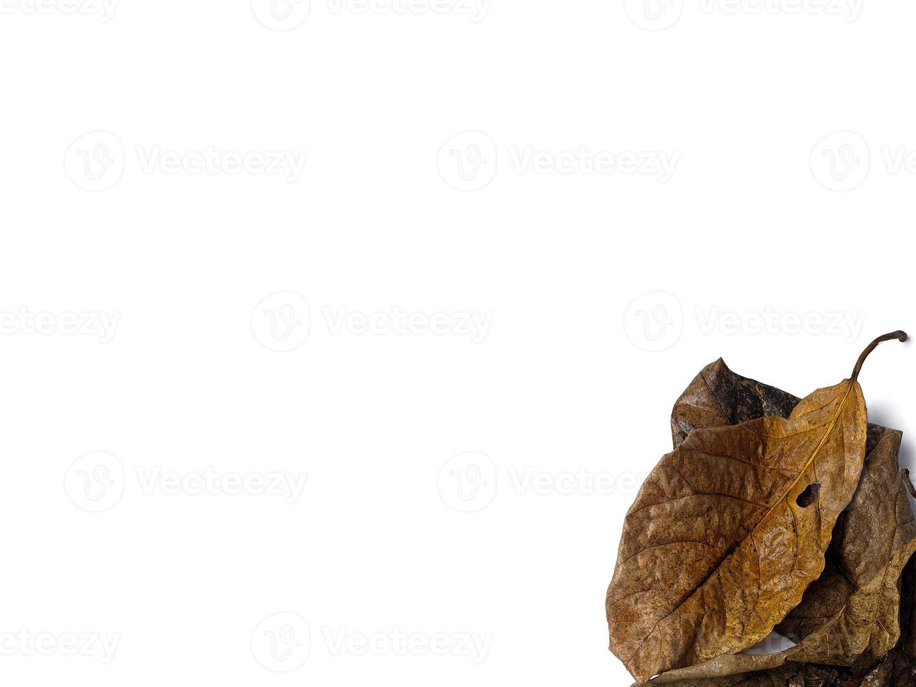 kreativer Hintergrund eines Haufens gelber Herbstblätter, die auf einem weißen Hintergrund isoliert sind. konzept des natürlichen hintergrunds und des herbstes. foto