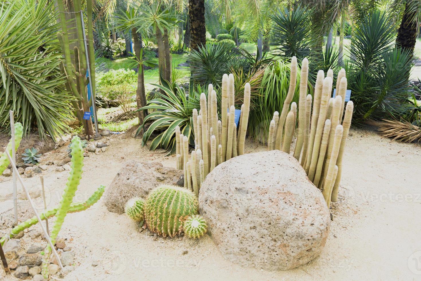 malerische Ausblicke oder die botanischen Gärten der Wüste foto