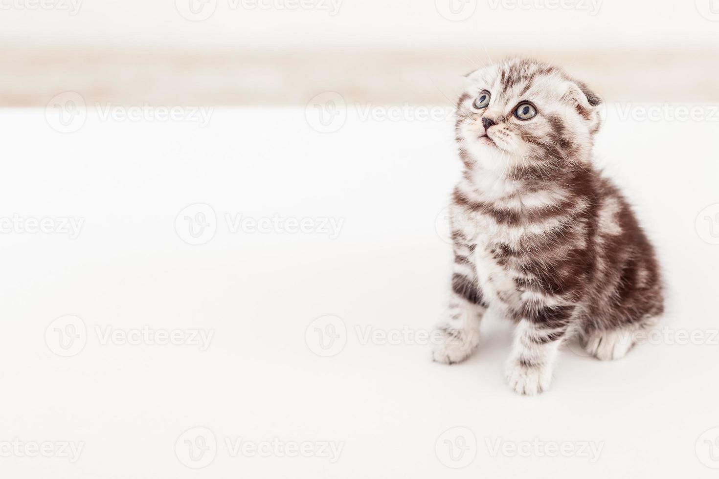 Die Welt ist so groß. Blick von oben auf das neugierige Scottish Fold-Kätzchen, das wegschaut foto