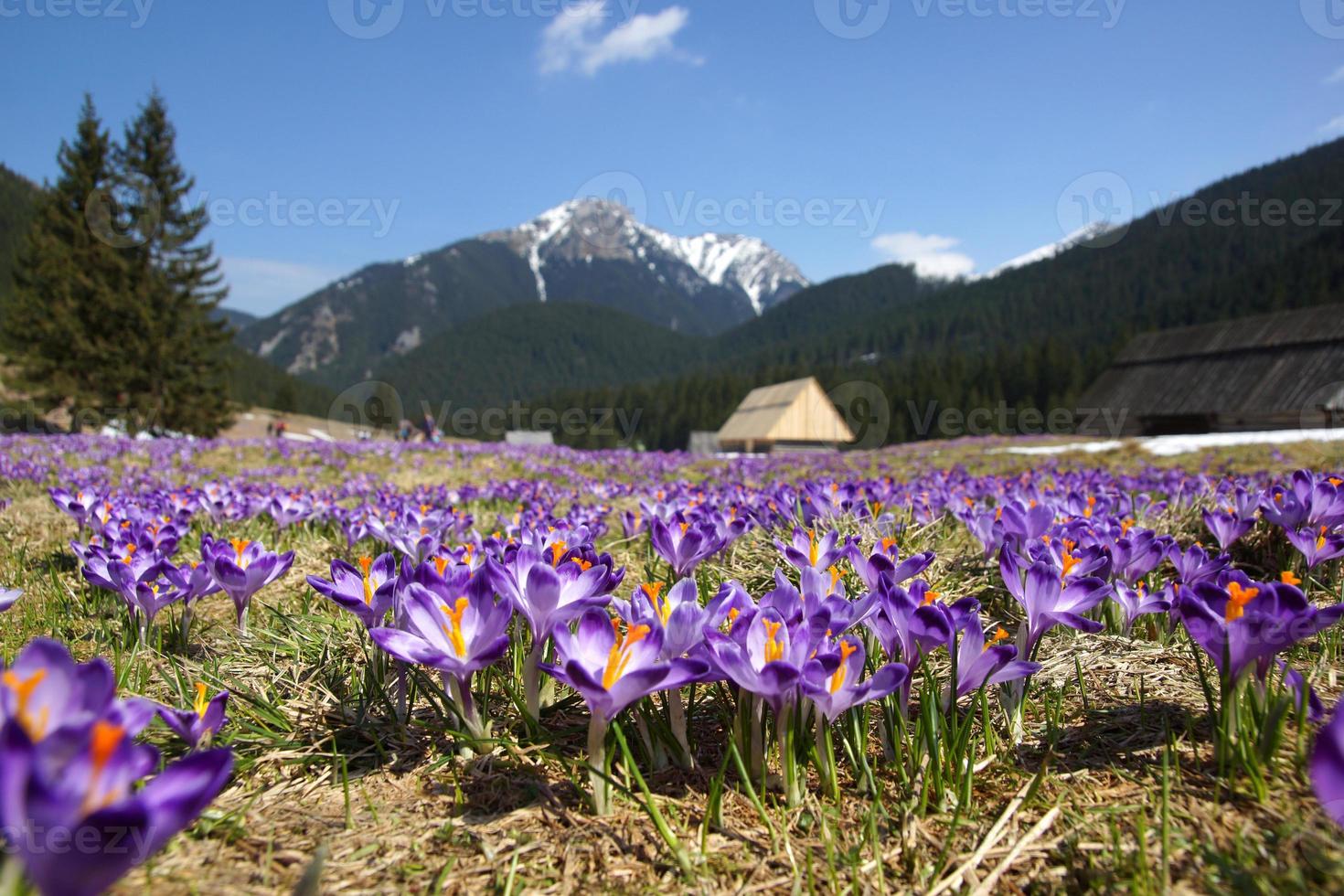 Krokusse im Chocholowska-Tal, Tatra-Berg, Polen foto