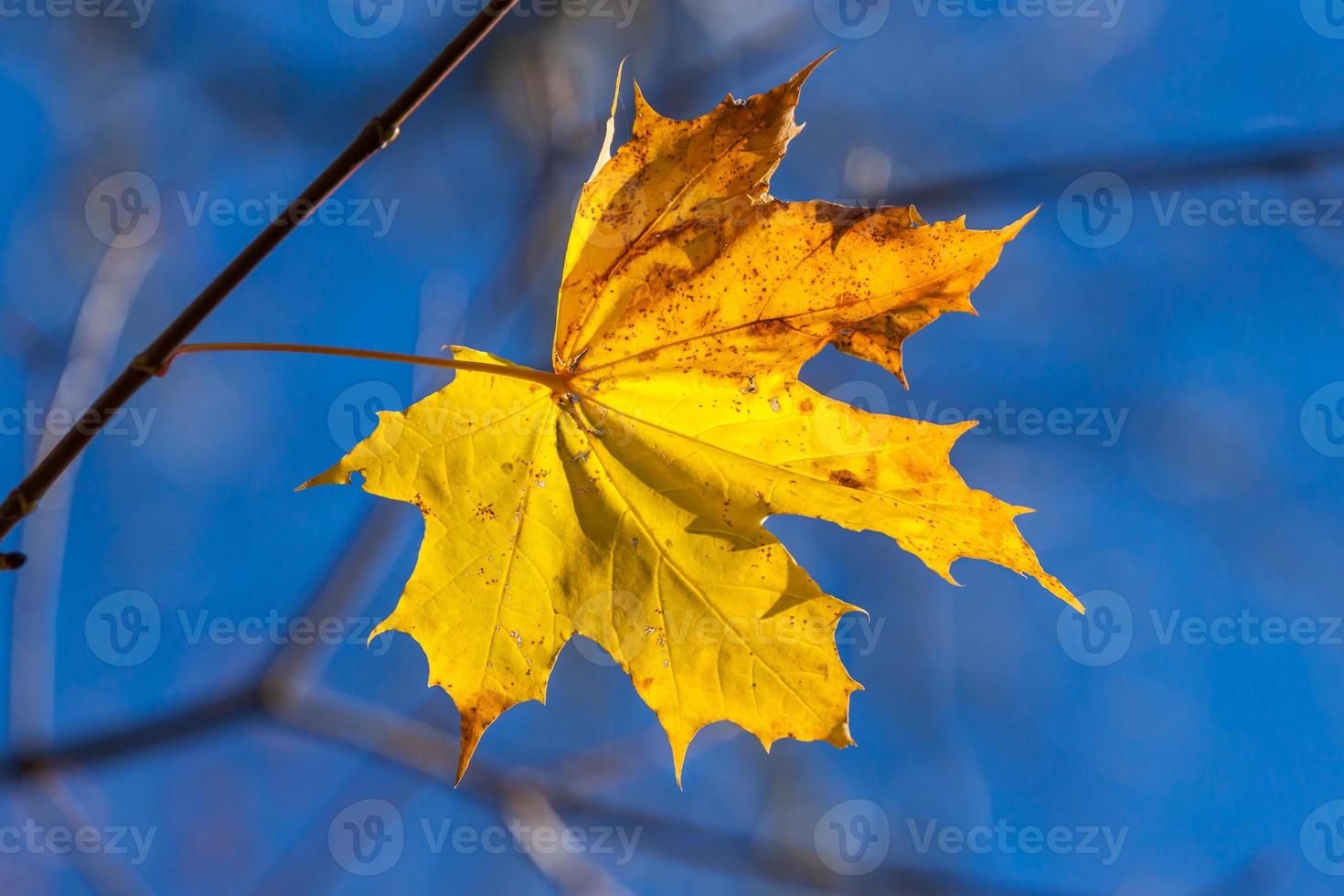 Herbst einzelnes gelbes Ahornblatt foto