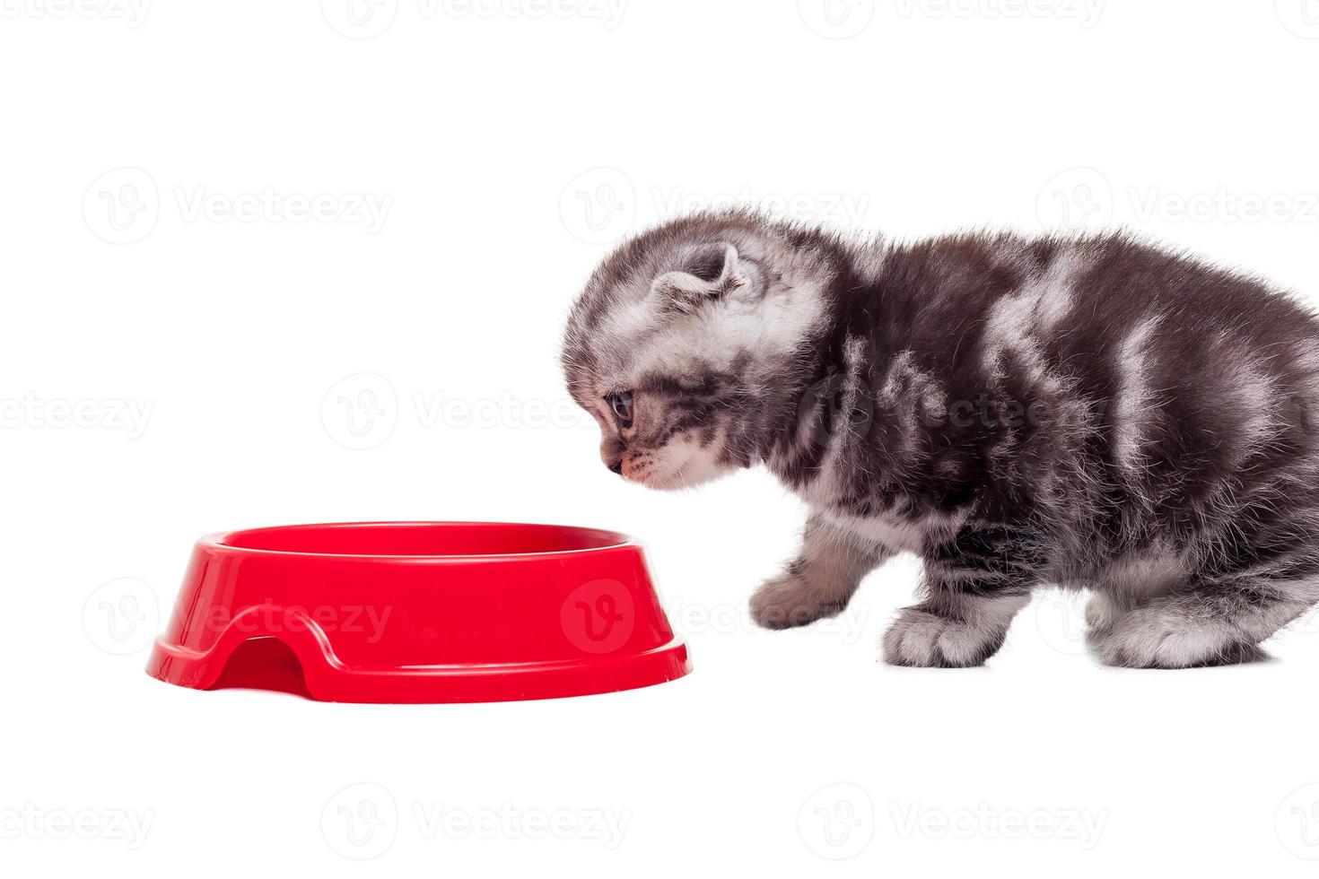 Ich bin hungrig. süßes kleines Kätzchen, das die Futterschüssel betrachtet, während es vor weißem Hintergrund steht foto