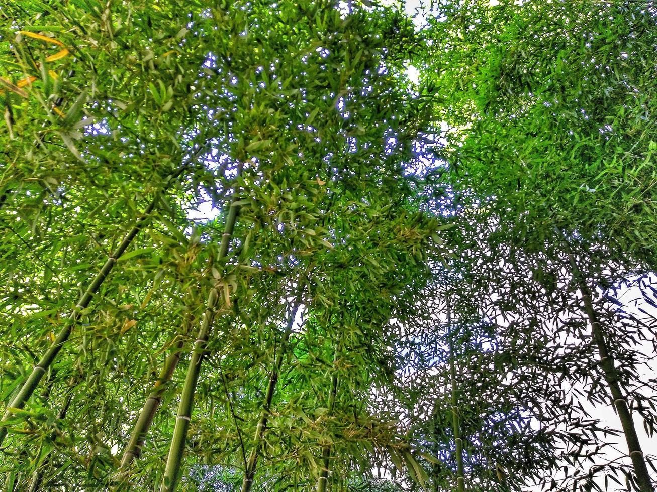 Bambus in der Natur foto