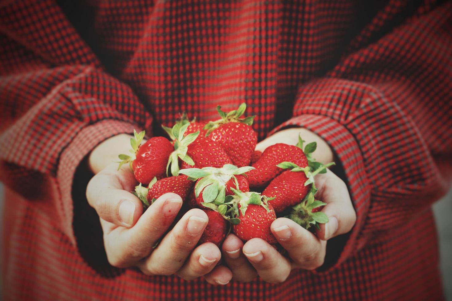 Person, die Erdbeeren hält foto