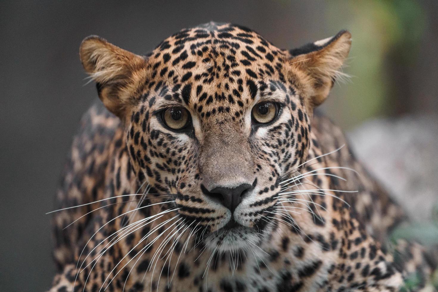 Sri Lanka Leopard foto