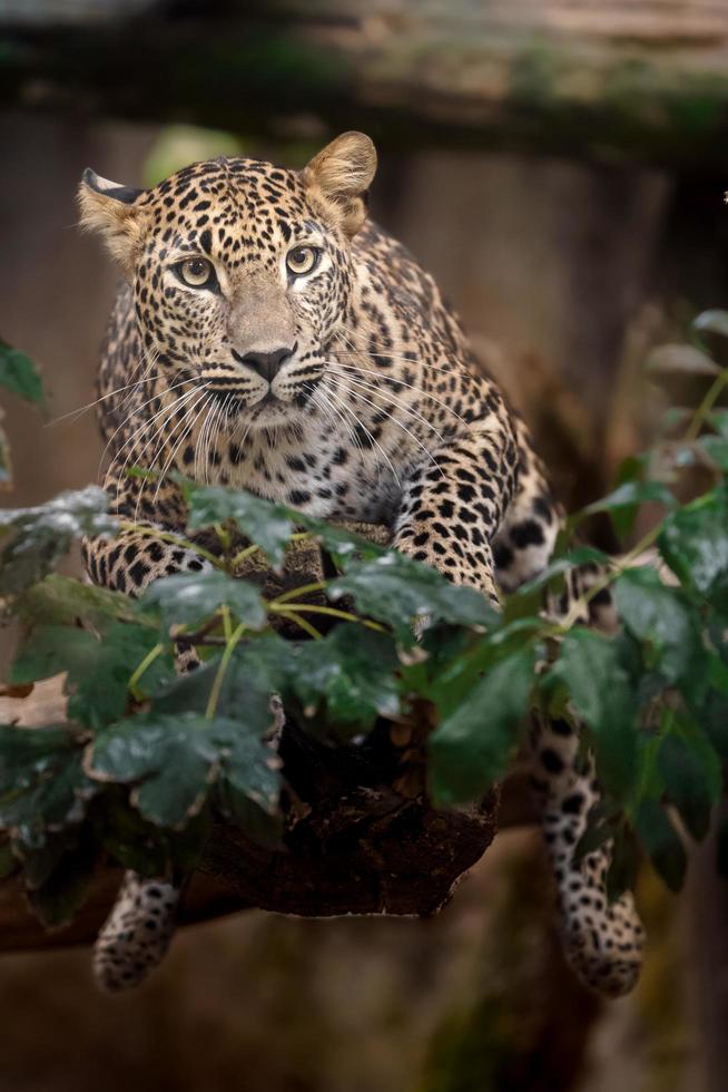 Sri Lanka Leopard foto