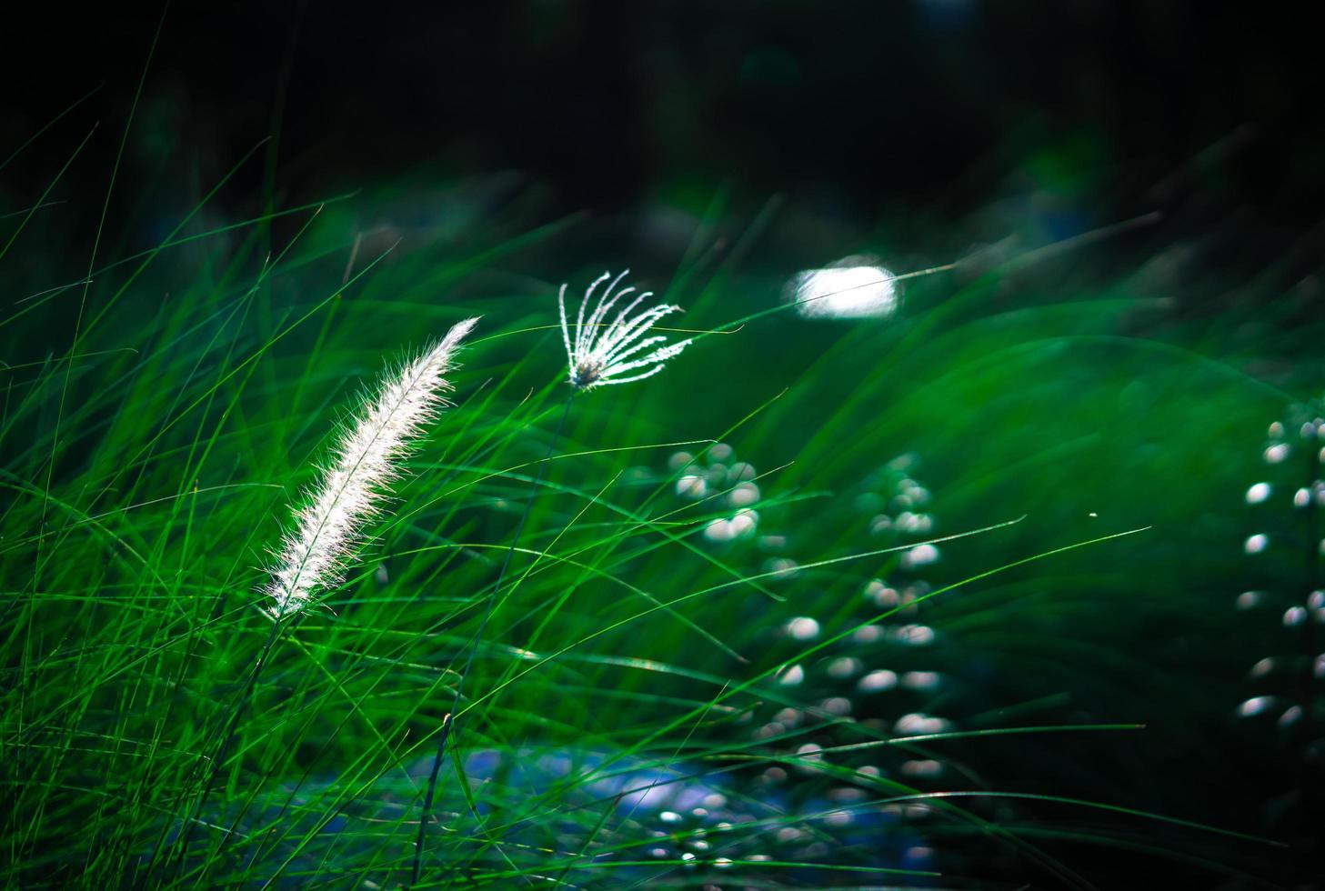 Frühling weiße Grasblume foto