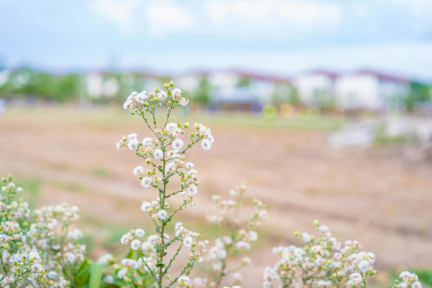 Frühlingsgrasblumen foto