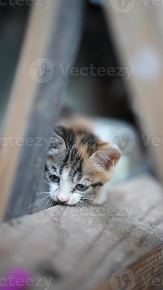 die süße kleine katze, die im hof spielt foto