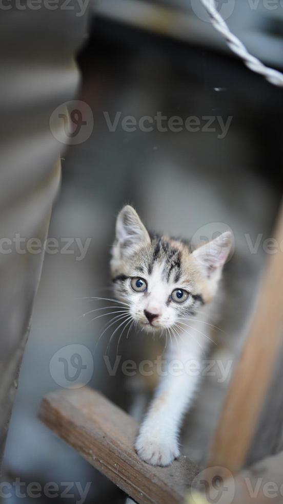 die süße kleine katze, die im hof spielt foto