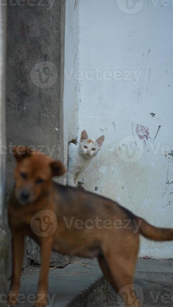 die süße kleine katze, die im hof spielt foto