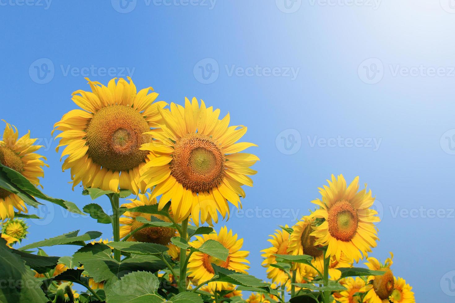 Sonnenblumen auf Pflanze foto