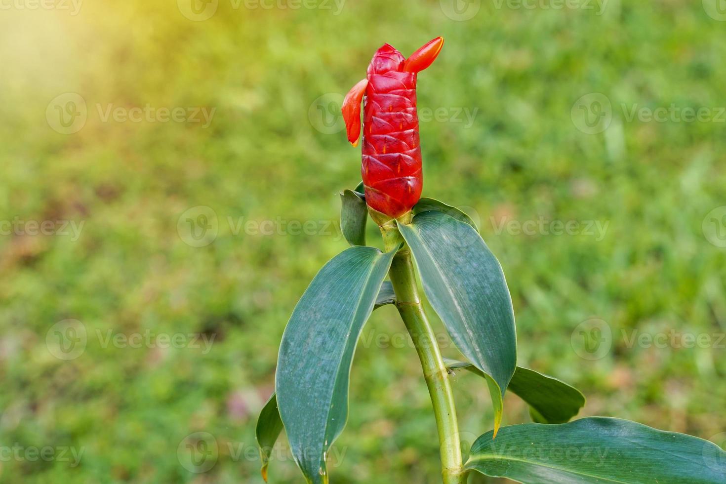 costus woodsonii, costus speciosus ist eine krautige Pflanze. Unter der Erde befindet sich ein Rhizom, oft in Büscheln, mit roten Blüten, die Ingwerblüten ähneln. foto