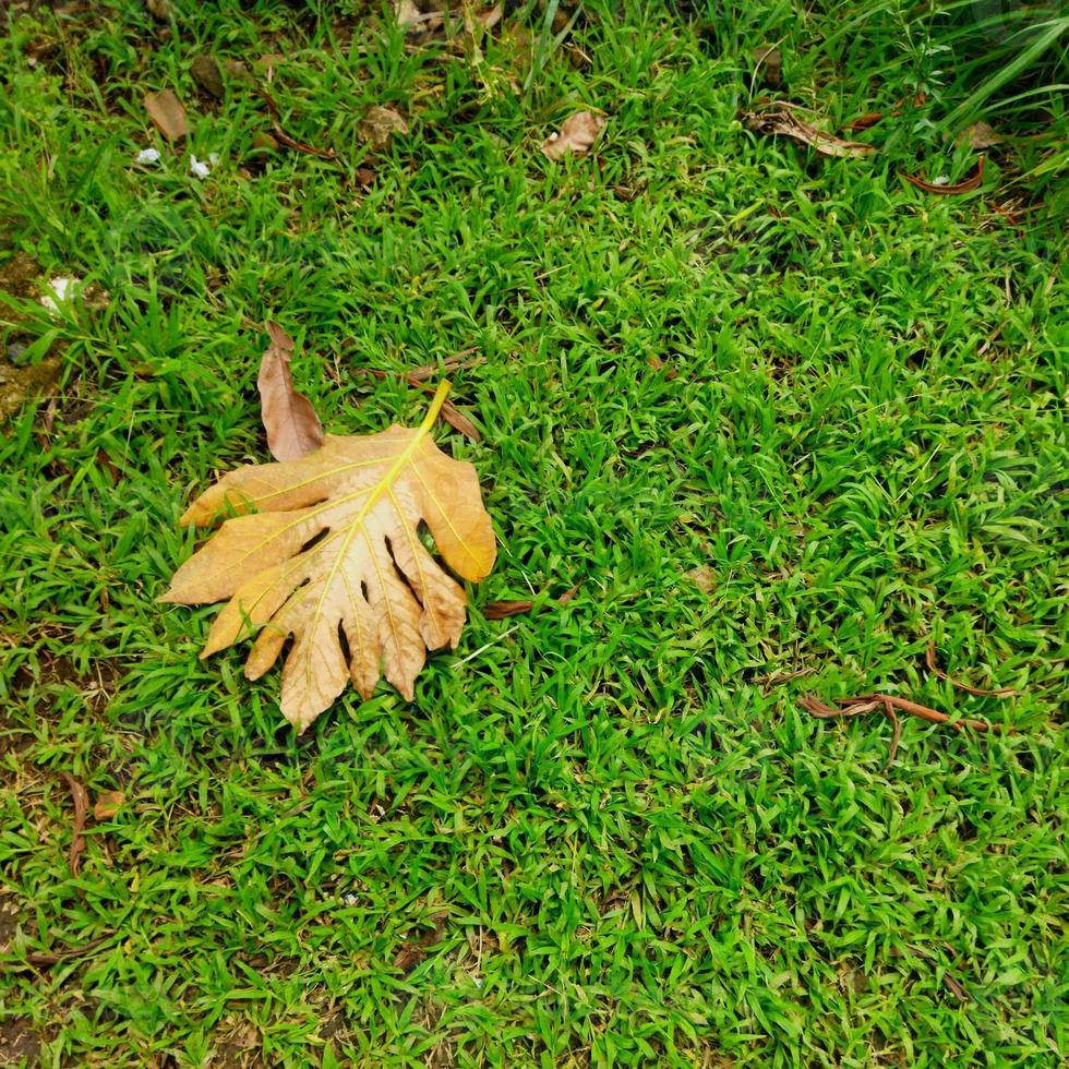 Herbstblätter auf dem Gras foto