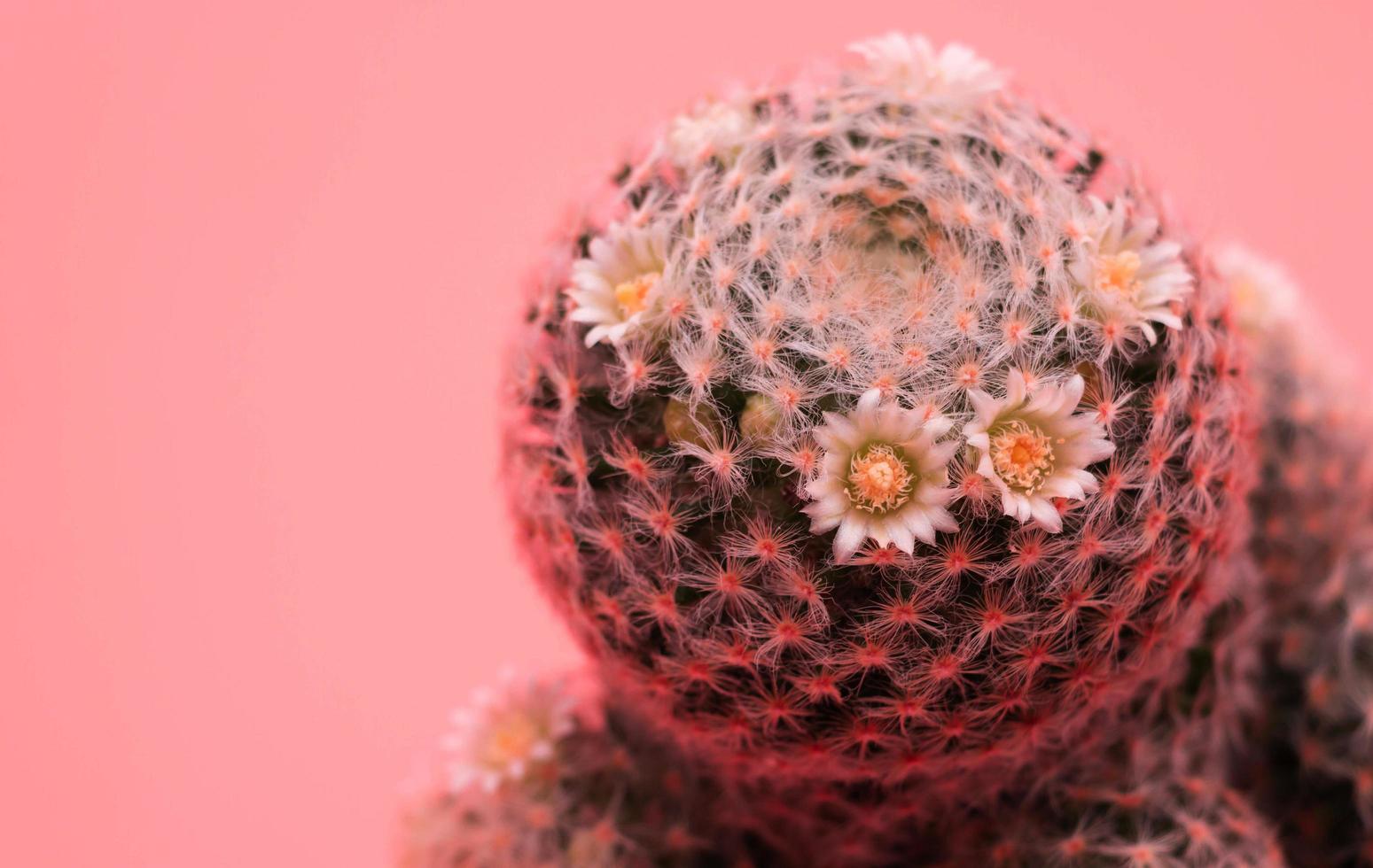 nahaufnahme rosa kaktus kunst foto