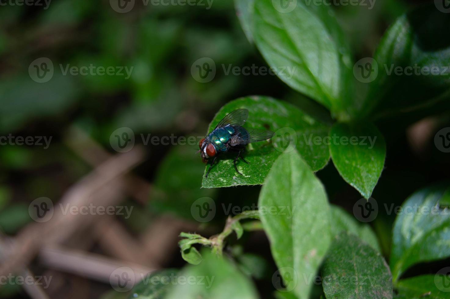 kleine Fliege sitzt auf dem Blatt foto