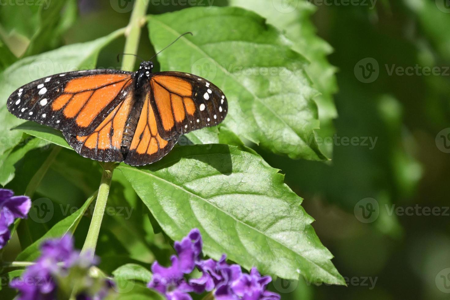Ausgebreitete Flügel auf einem Monarchfalter foto