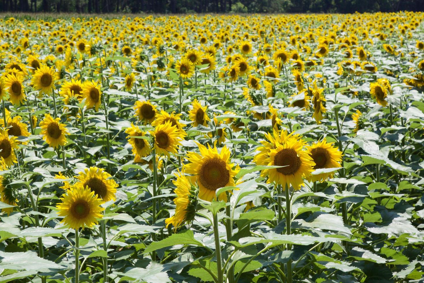 ein Feld von Sonnenblumen foto