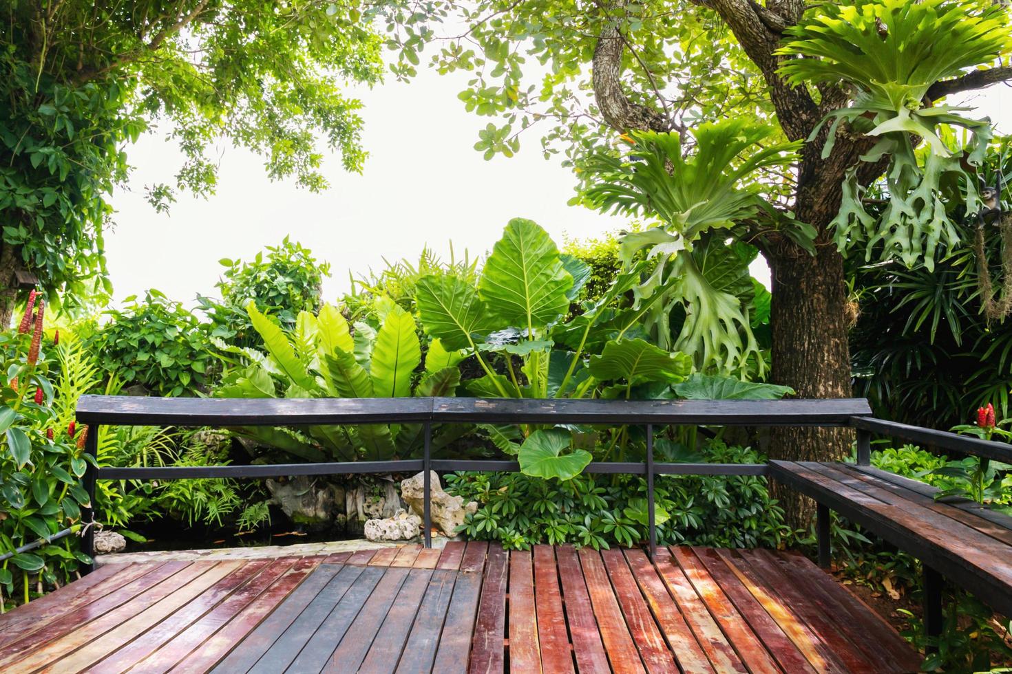 grüne Blätter und Bäume im Garten foto