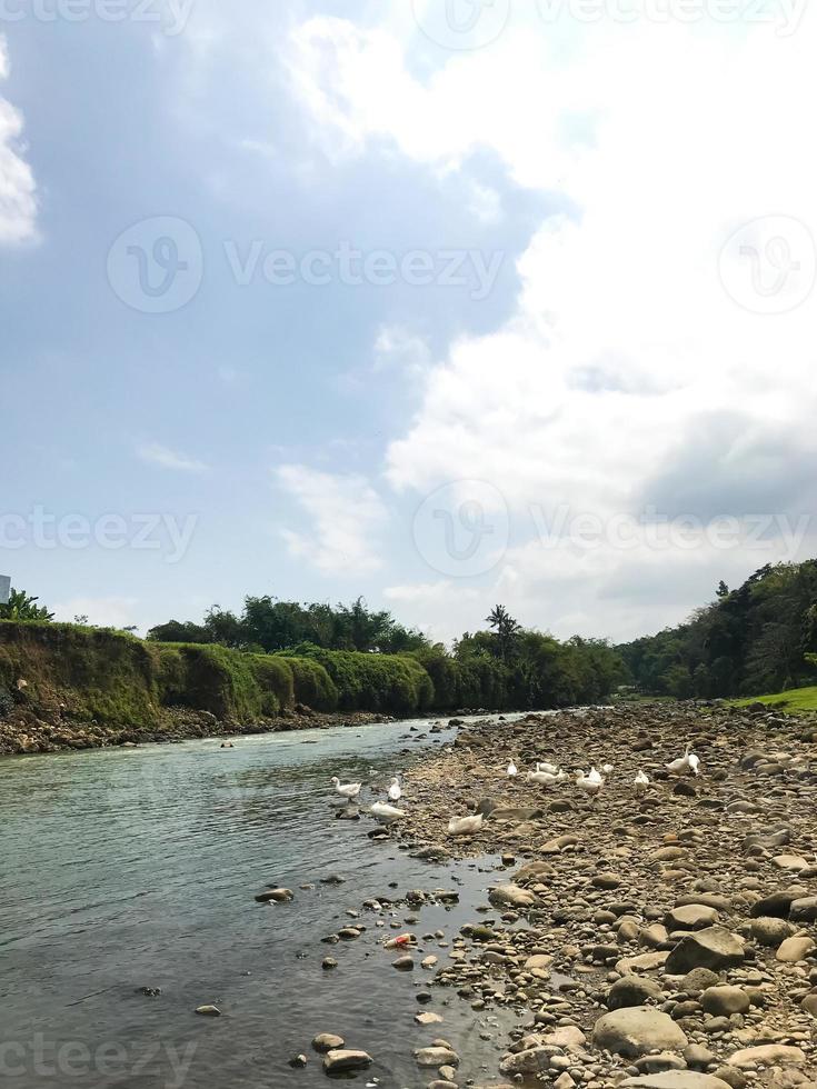 ein paar Gänse suchen am Ufer des Flusses nach Futter foto