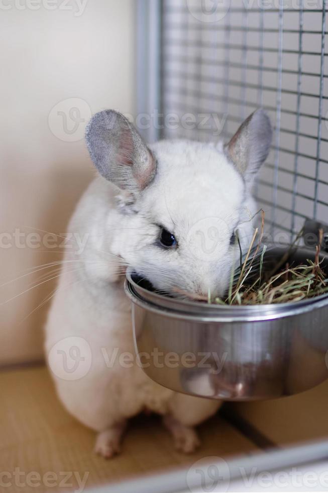 Die süße weiße Chinchilla frisst in ihrem Haus Heu aus einer Metallschüssel. foto