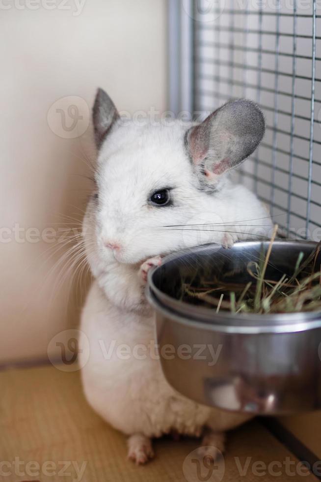 süße chinchilla von weißer farbe sitzt in seinem haus in der nähe einer schüssel mit heu. Zeitpunkt der Fütterung. foto