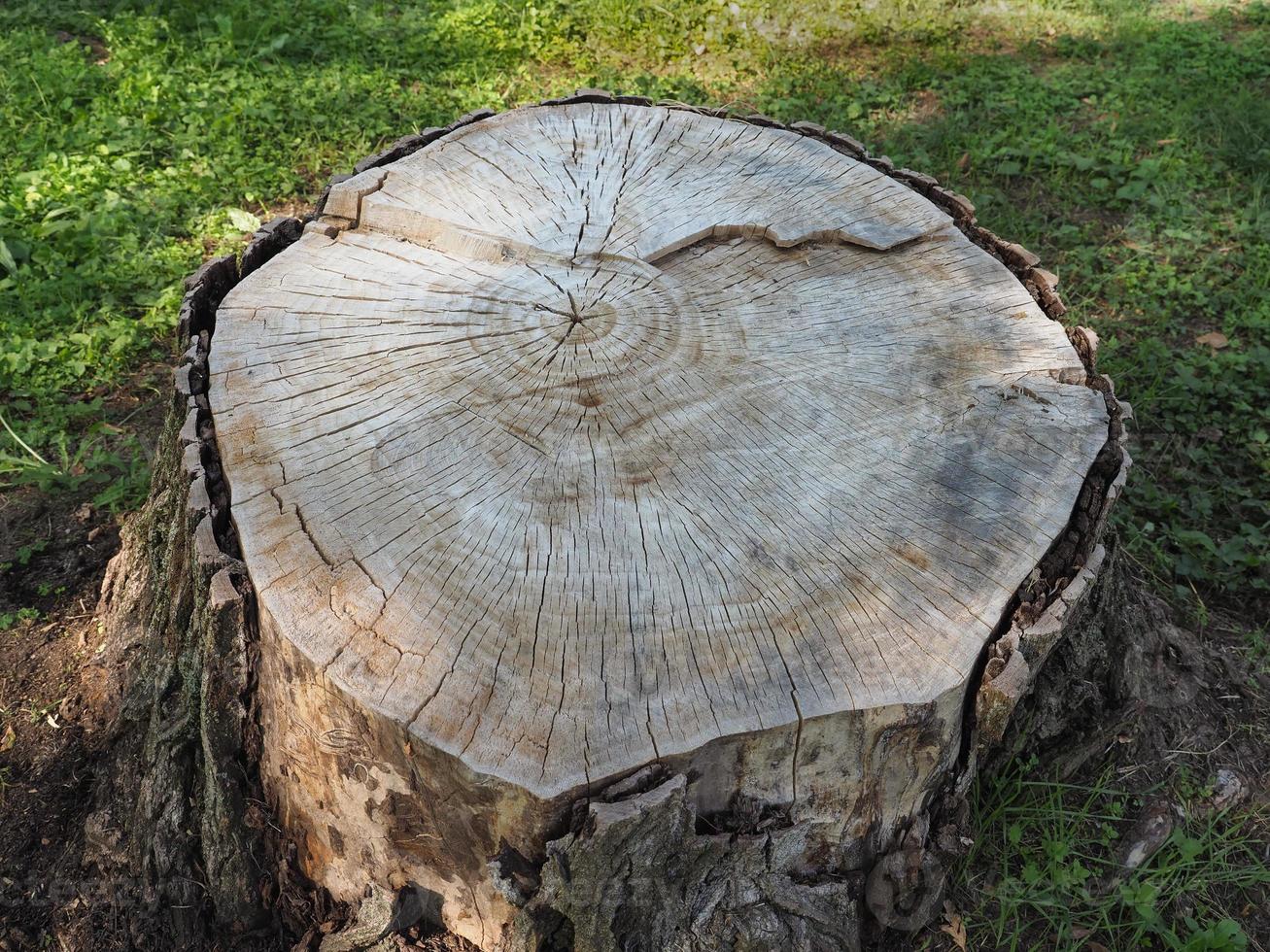 Querschnitt eines Baumstammes foto