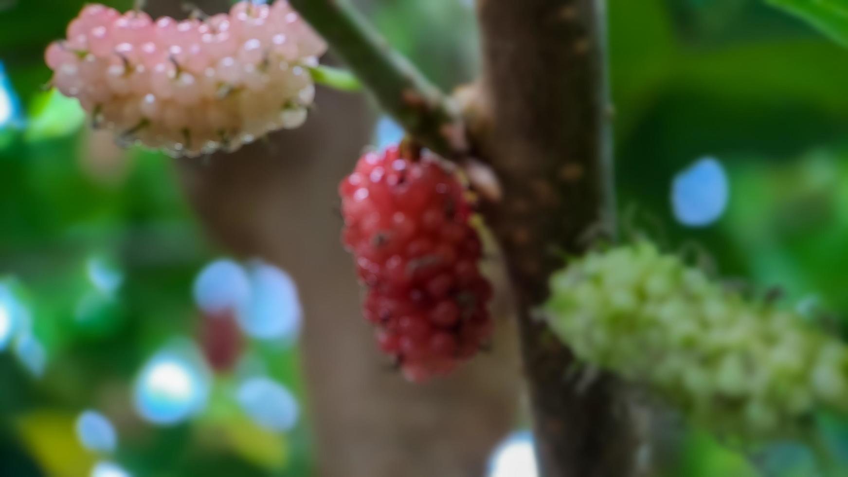 Hintergrund unscharf Brasilianische Brombeere Morus Celtidifolia foto