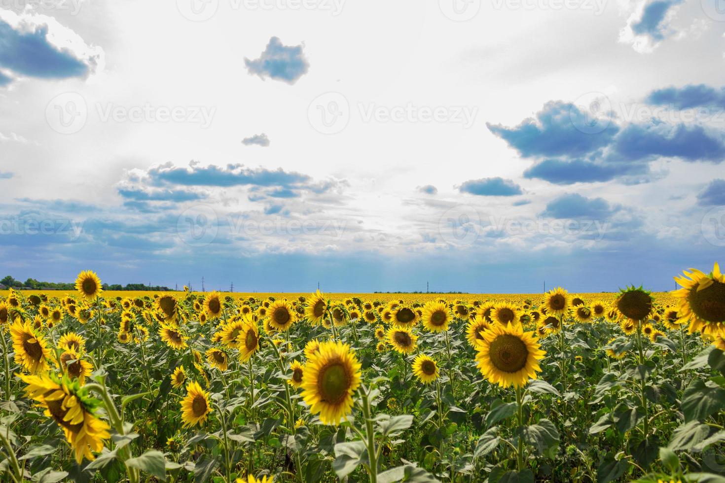 Sonnenblumenfeld nach Regen. Zusammensetzung der Natur. foto