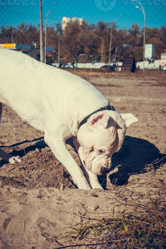 Wunderschöner White Staff Terrier, der auf dem Hundetrainingsplatz spielt. gefährliche Hunderasse. Gesundes und aktives Haustier foto