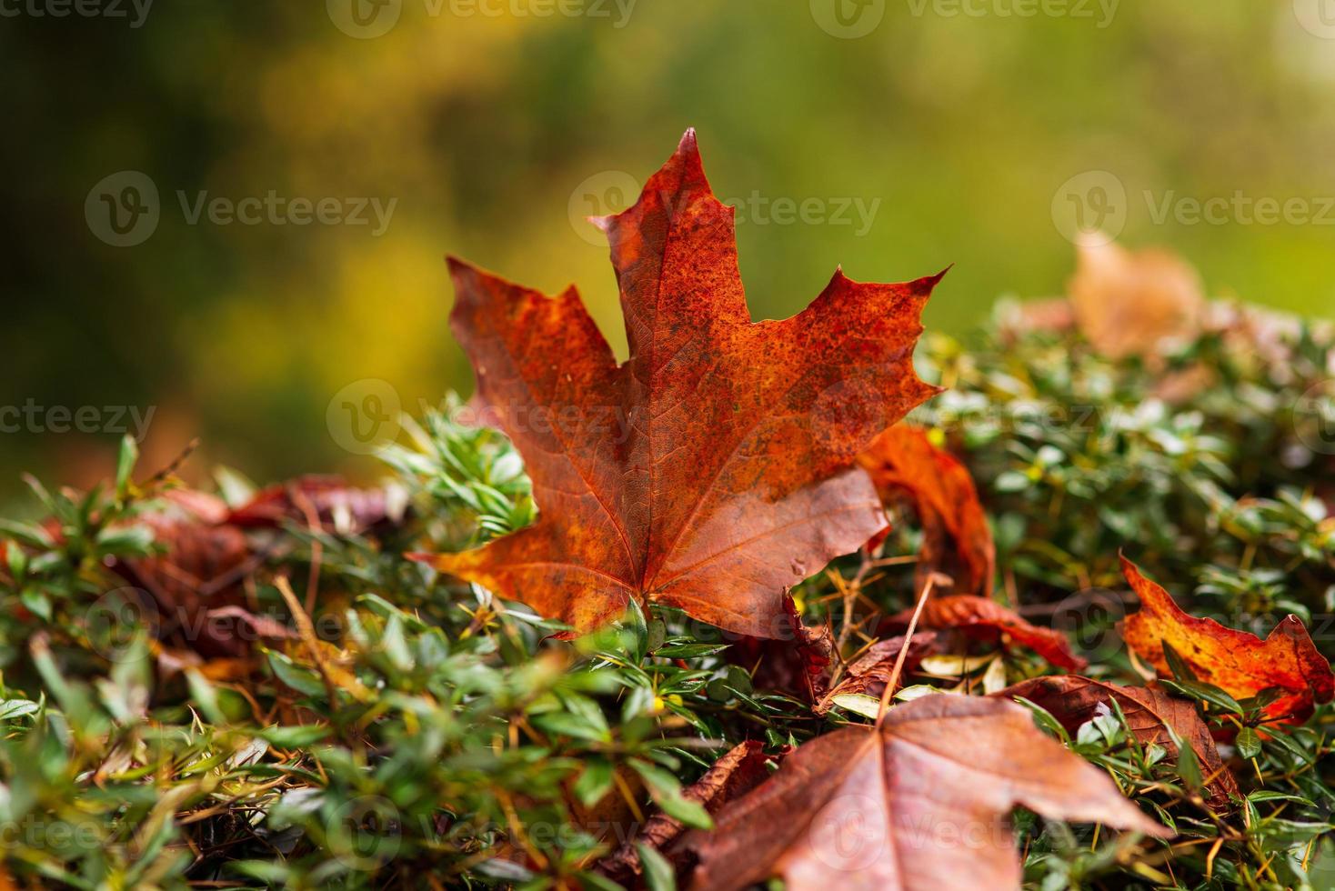 Gefallenes Herbstorangen-Ahornblatt auf einem grünen Busch am Tag foto