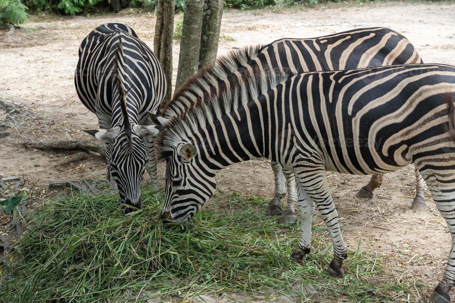 zebras, die gras fressen, tierschutz und konzept zum schutz von ökosystemen. foto