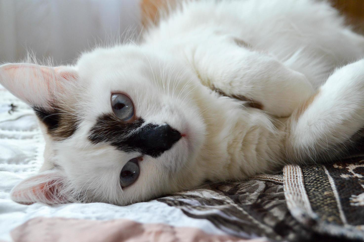 eine weiße katze mit blauen augen und einer schwarzen nase liegt auf der seite auf dem bett. foto