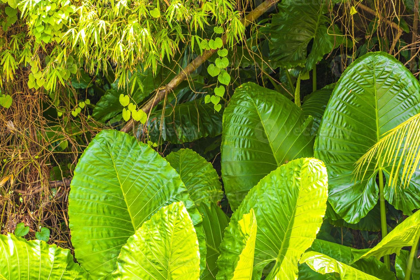 elefantenohr alocasia die tropische riesenblattpflanze phuket thailand. foto