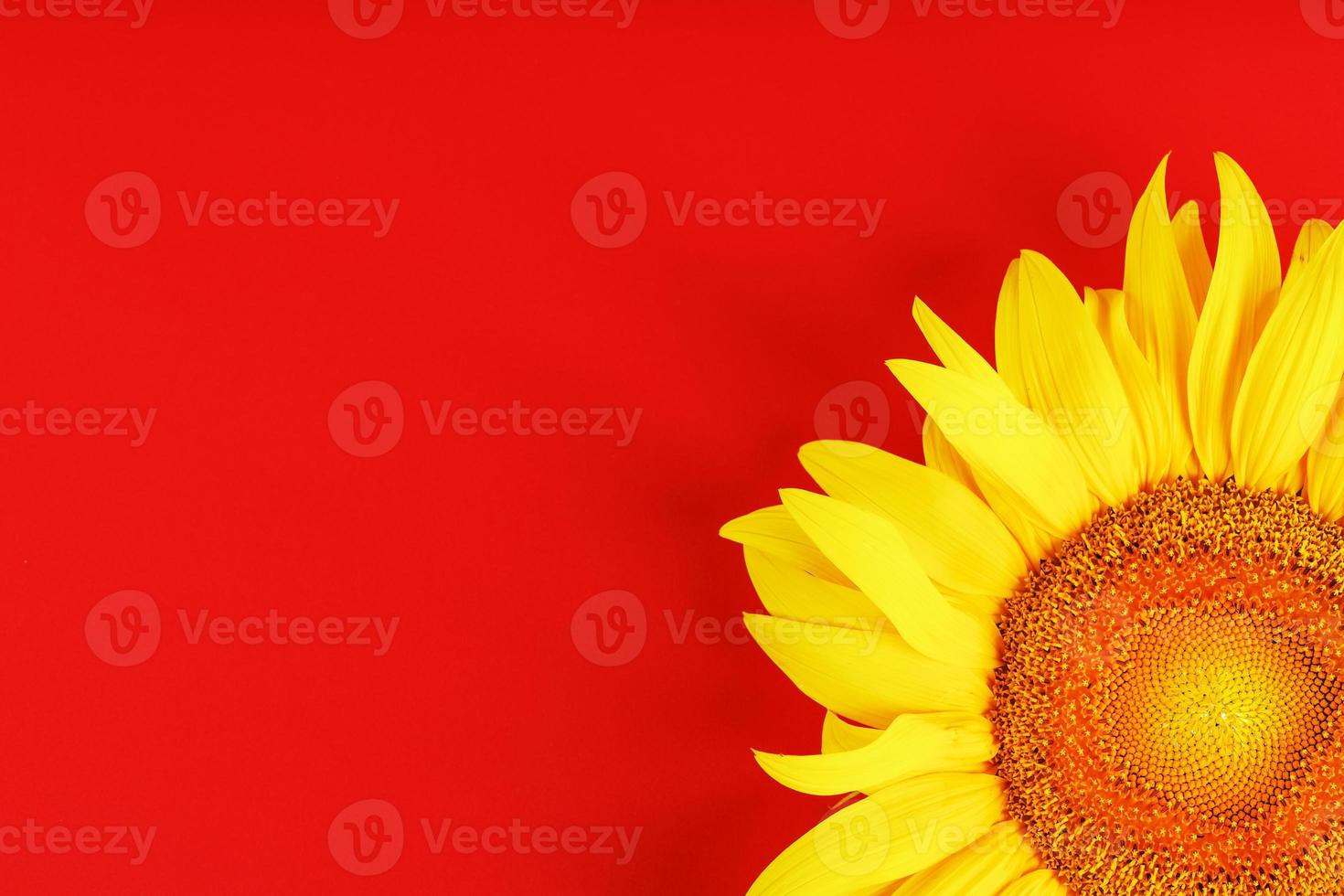 gelbe Sonnenblumenblume auf einer Draufsicht des roten Hintergrundes. foto