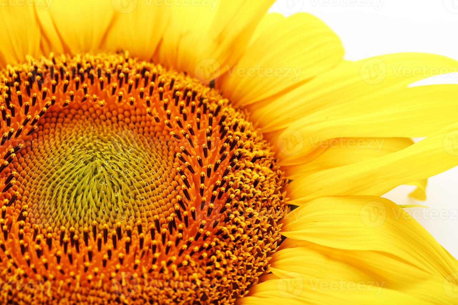 Sonnenblumenblume auf weißem Hintergrund, Ansicht von oben. isolieren. foto