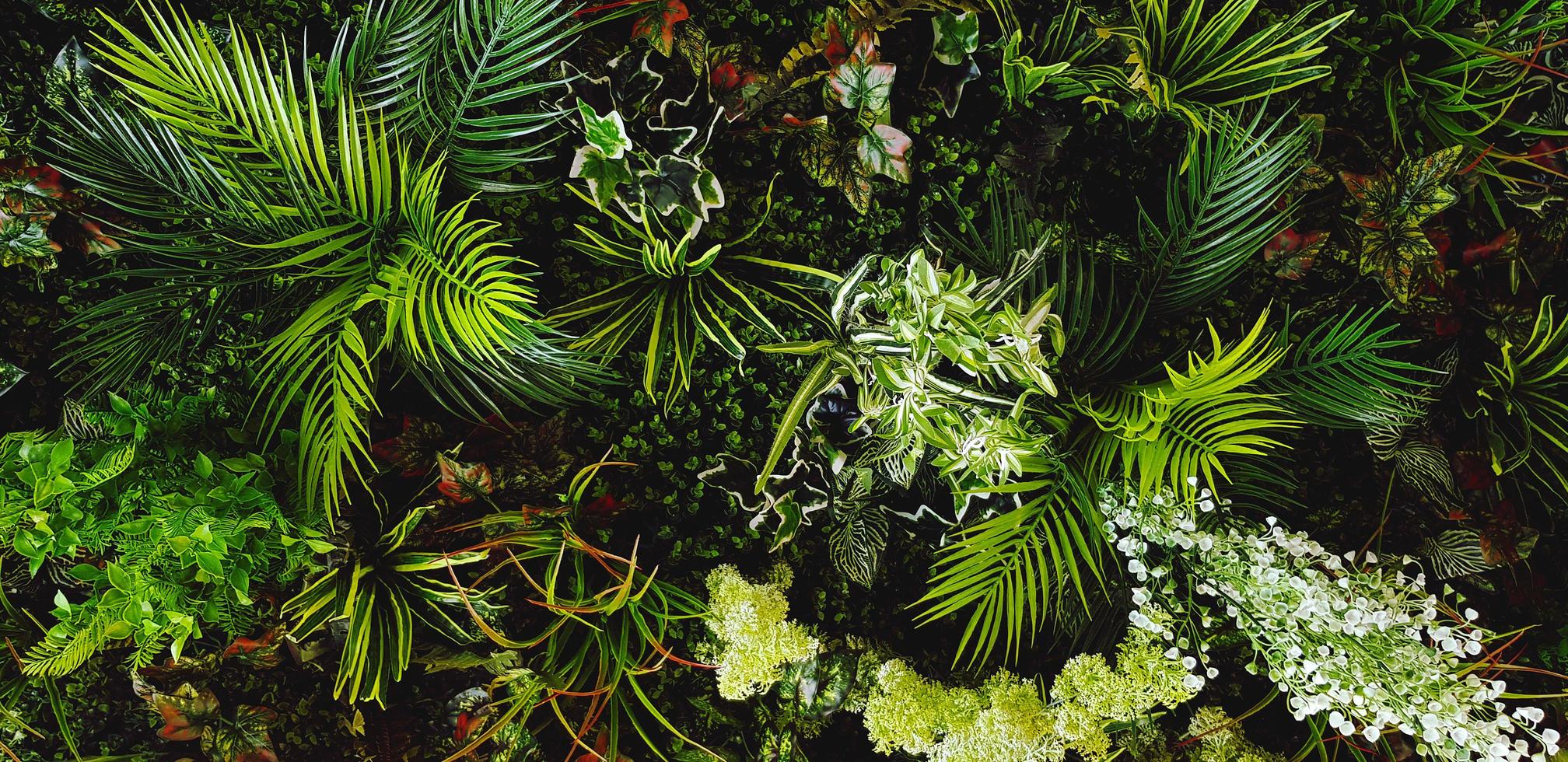 grüne Schlingpflanze, Rebe oder Efeu und rote Blätter Wand für den Hintergrund. natürliche Tapeten oder Naturmuster. Frische Saison foto