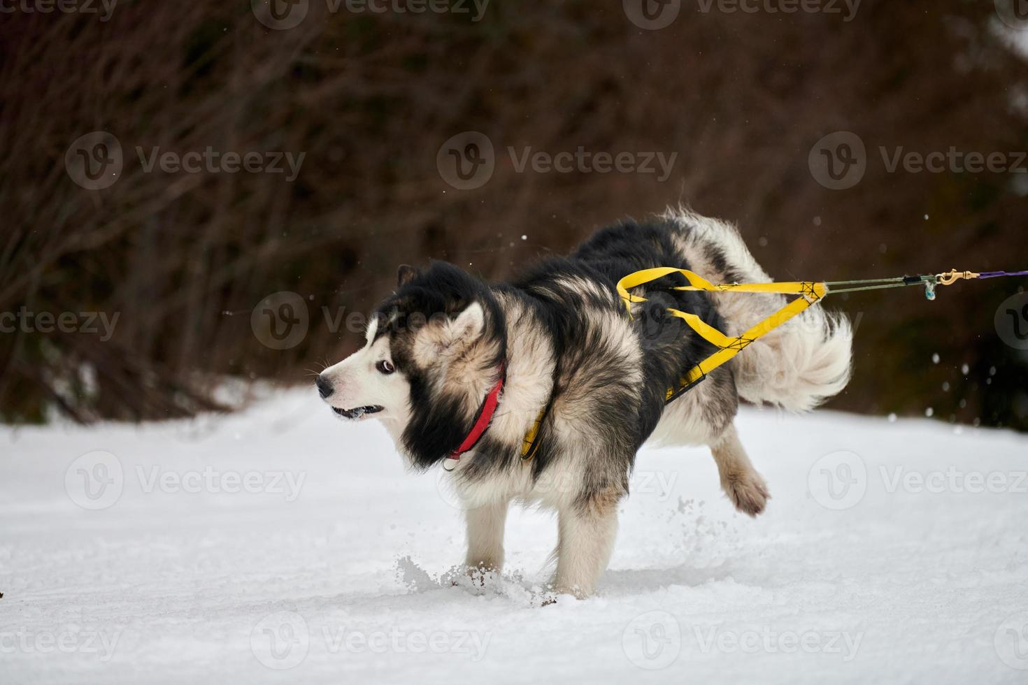 Laufender Malamute-Hund auf Schlittenhunderennen foto