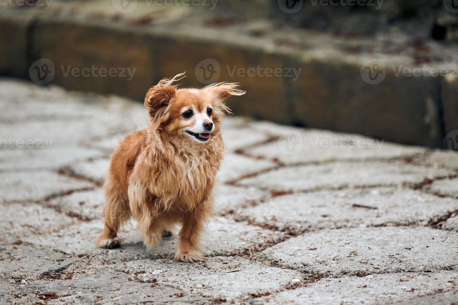 Süßer, langhaariger Chihuahua-Hund, der die Straße hinuntergeht, kleines Hündchen hob eine Pfote und schaute nach rechts foto