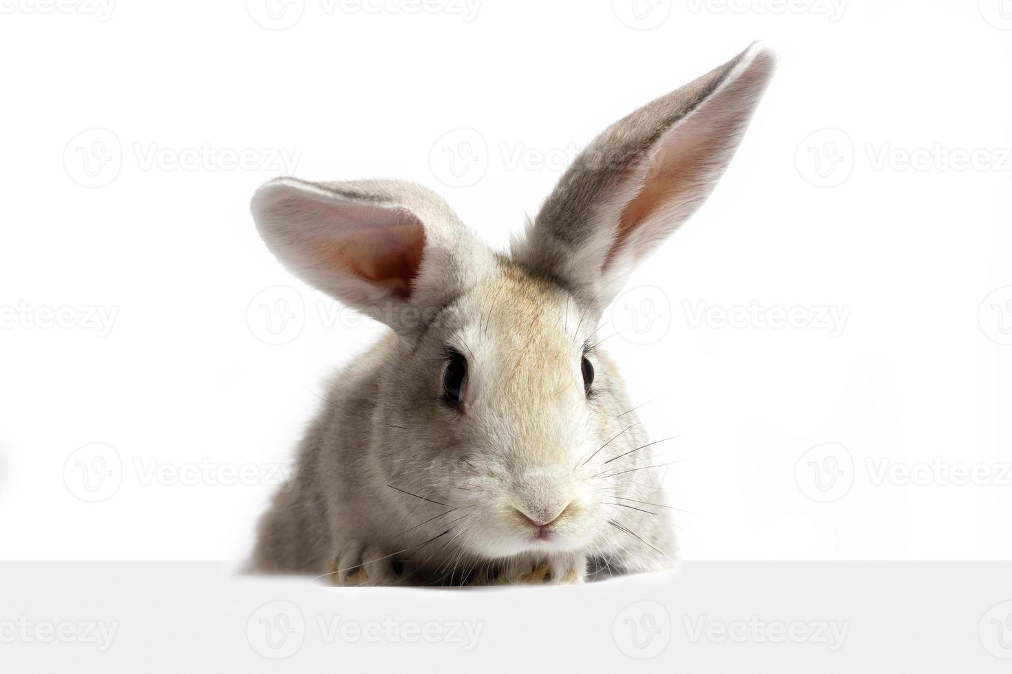 ein graues pelziges kaninchen schaut auf das schild. isoliert auf weißem Hintergrund. Osterhase . Der Hase schaut auf das Schild. foto