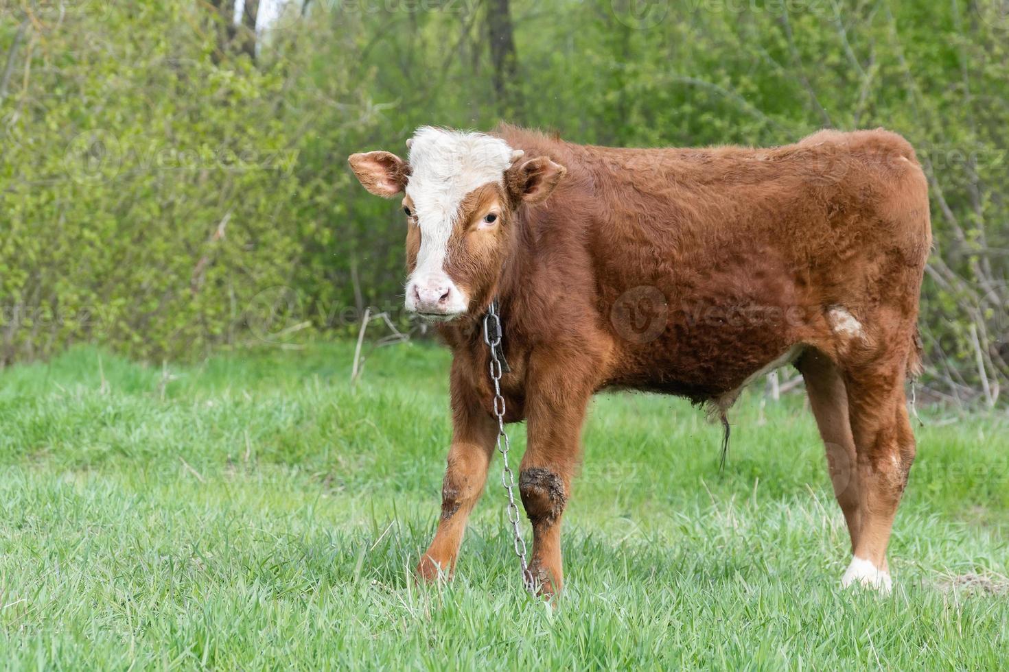 Kalb auf der Wiese.. foto