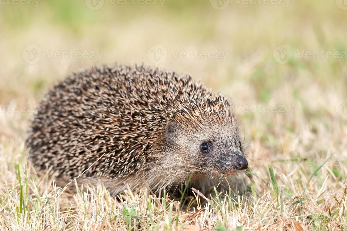 kleiner süßer Igel im Garten im grünen Gras foto