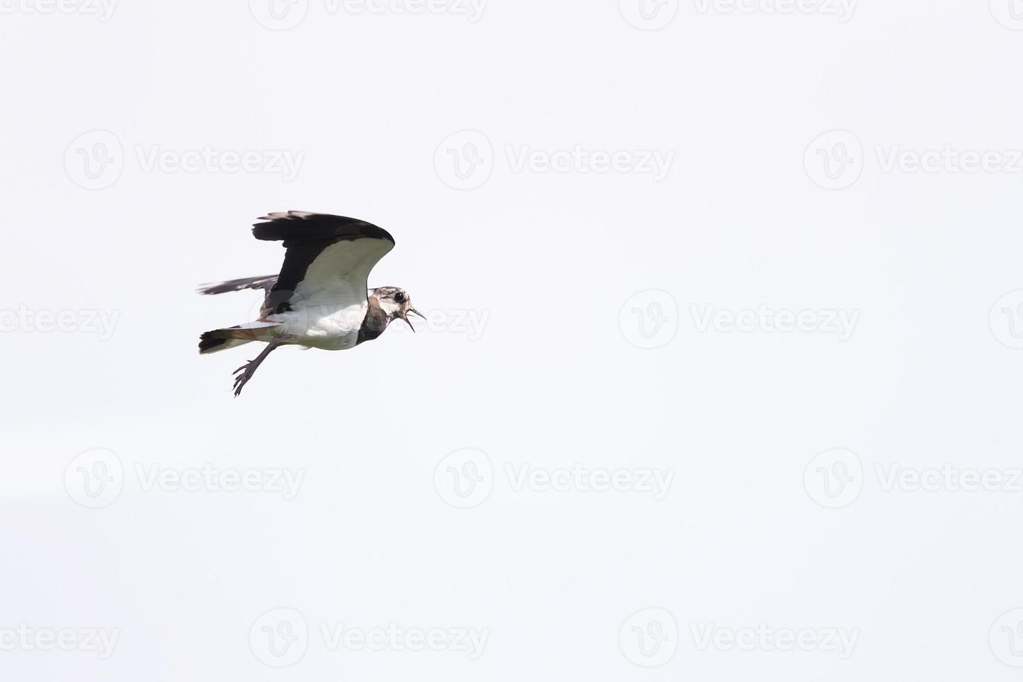 nördlicher kiebitz vanellus vanellus, der auf den blauen himmel fliegt. foto