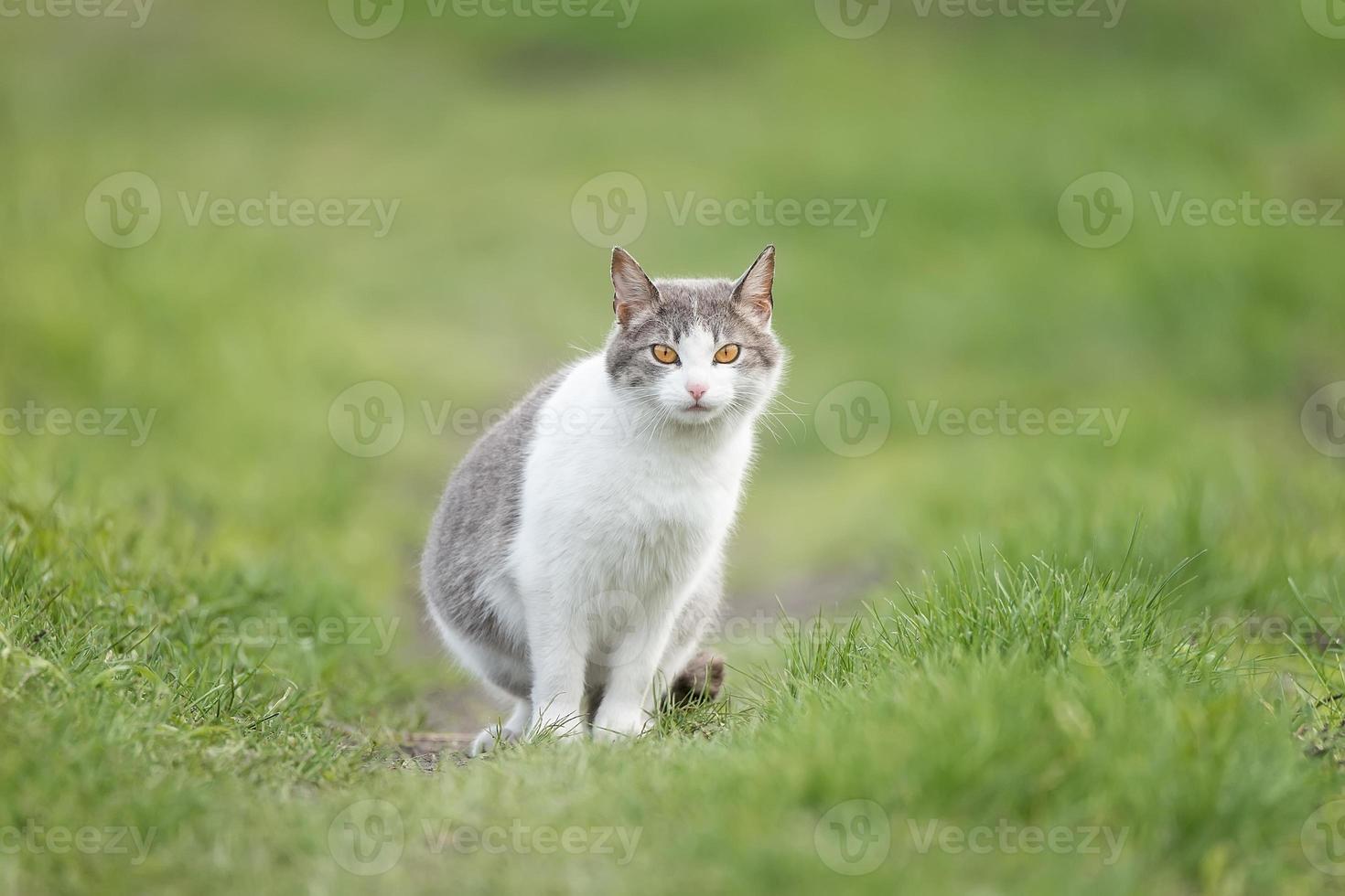 süße katze, die an regnerischen tag im park spielt foto