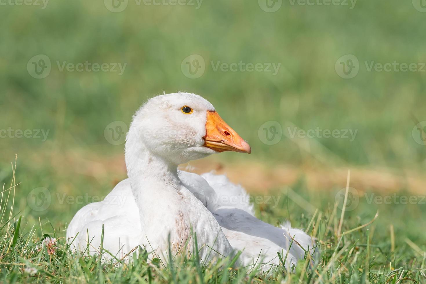 Seitenansicht der weißen Gans, die auf grünem Gras steht foto