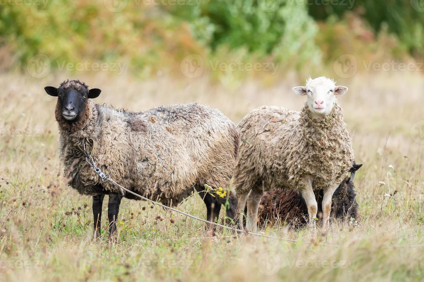 Schafe und Lamm auf grünem Gras. foto